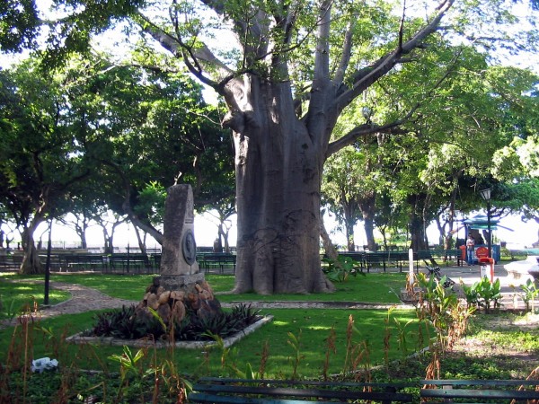 Baoba_no_Passeio_Publico_em_Fortaleza